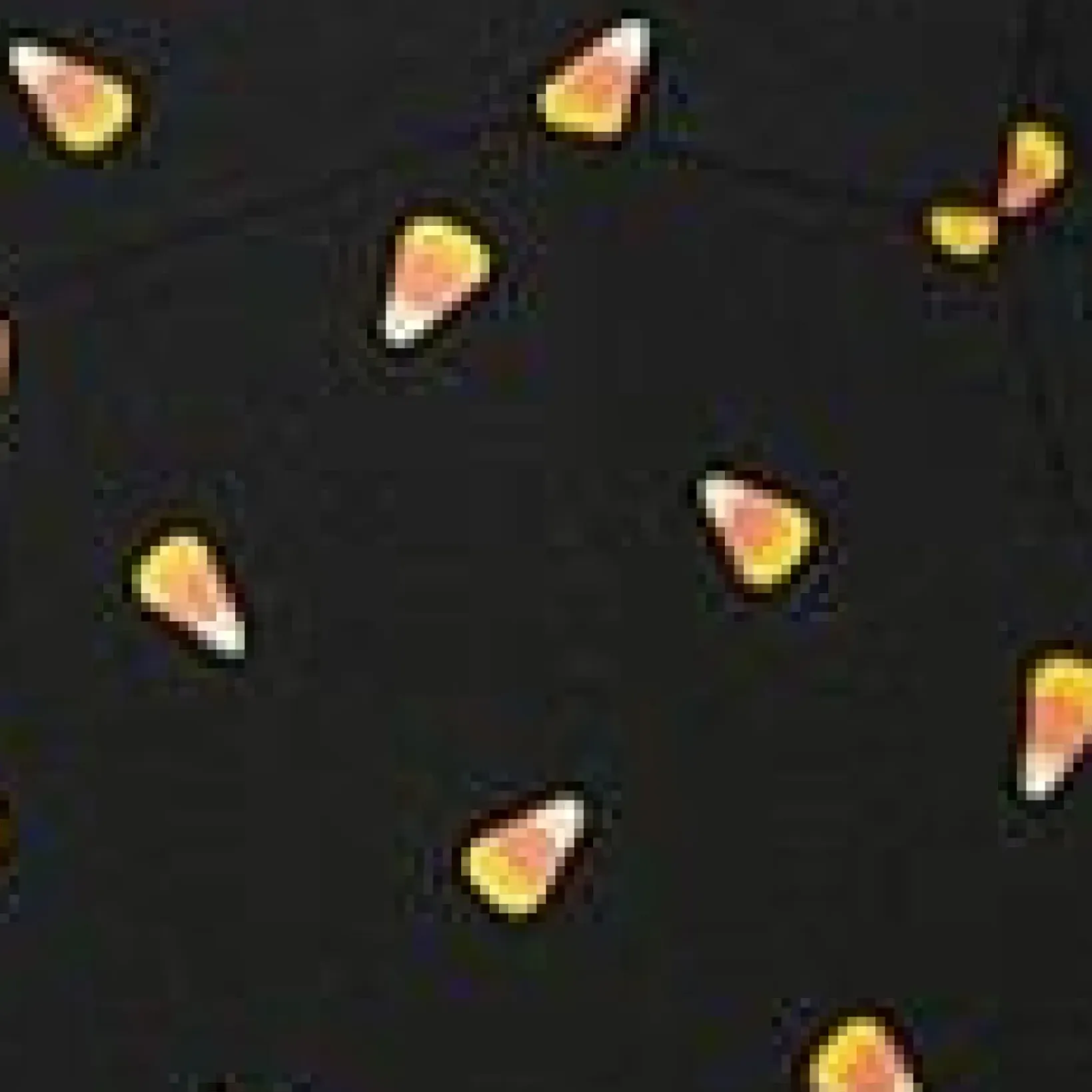 Unique Vintage Fit & Flare|Pocket Dresses>Black Candy Corn Print Poppy Flare Dress